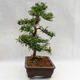 Indoor bonsai - Zantoxylum piperitum - Pepper tree PB2191200 - 4/5