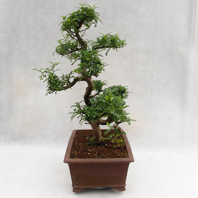 Indoor bonsai - Zantoxylum piperitum - Pepper tree PB2191201 - 4