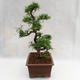 Indoor bonsai - Zantoxylum piperitum - Pepper tree PB2191201 - 4/5