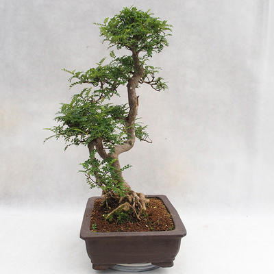Indoor bonsai - Zantoxylum piperitum - Pepper tree PB2191202 - 4
