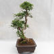 Indoor bonsai - Zantoxylum piperitum - Pepper tree PB2191202 - 4/5
