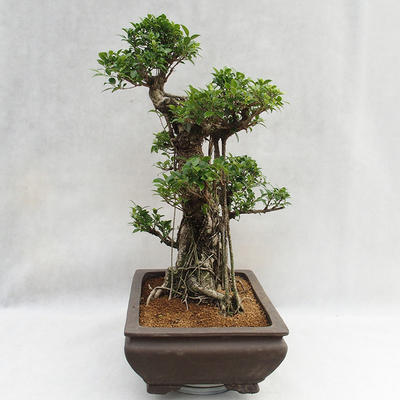 Indoor bonsai - Ficus kimmen - small leaf ficus PB2191216 - 4