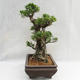 Indoor bonsai - Ficus kimmen - small leaf ficus PB2191216 - 4/6