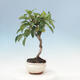 Outdoor bonsai - Malus halliana - Small-fruited apple tree - 4/5