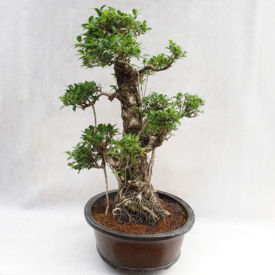 Indoor bonsai - Ficus kimmen - small leaf ficus PB2191217 - 4