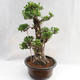 Indoor bonsai - Ficus kimmen - small leaf ficus PB2191217 - 4/6