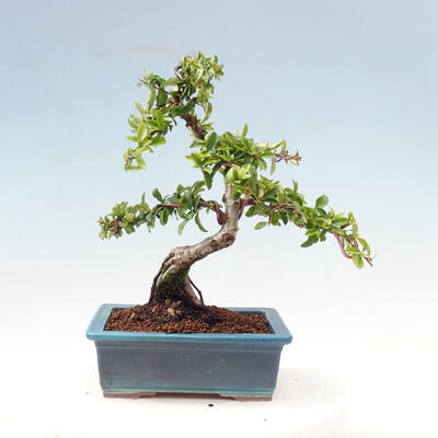 Outdoor bonsai-Pyracanta Teton -Hawthorn - 4