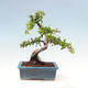 Outdoor bonsai-Pyracanta Teton -Hawthorn - 4/5