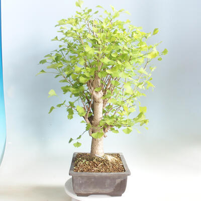 Outdoor bonsai - Ginkgo biloba - 4