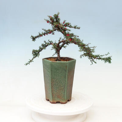 Outdoor bonsai-Cotoneaster microcarpa var.thymifolius-Skalník - 4