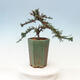 Outdoor bonsai-Cotoneaster microcarpa var.thymifolius-Skalník - 4/5