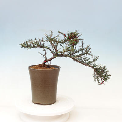 Outdoor bonsai-Cotoneaster microcarpa var.thymifolius-Skalník - 4