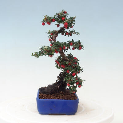 Outdoor bonsai - Cotoneaster horizontalis - Rock tree - 4
