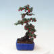 Outdoor bonsai - Cotoneaster horizontalis - Rock tree - 4/4