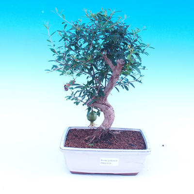 Room bonsai-Punica granatum nana-Pomegranate - 4