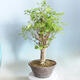 Outdoor bonsai - Ginkgo biloba - 4/5