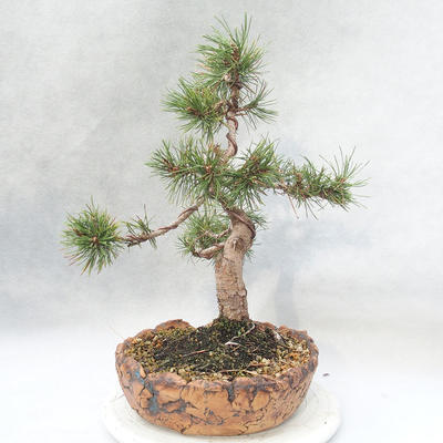 Outdoor bonsai - Pinus mugo - Kneeling Pine - 4