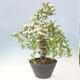 Outdoor bonsai - Hawthorn - Crataegus cuneata - 4/6