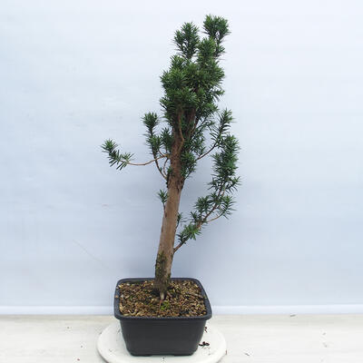Outdoor bonsai - Taxus cuspidata - Japanese yew - 4