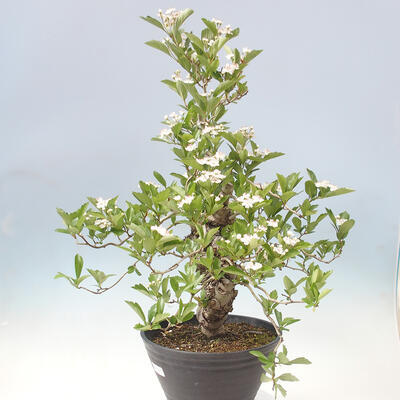 Outdoor bonsai - Hawthorn - Crataegus cuneata - 4