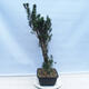 Outdoor bonsai - Taxus cuspidata - Japanese yew - 4/5