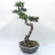 Outdoor bonsai -Larix decidua - Larch - 4/6