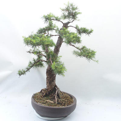 Outdoor bonsai -Larix decidua - Larch - 4