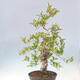 Outdoor bonsai - Hawthorn - Crataegus cuneata - 4/6