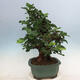 Outdoor bonsai - Morus alba - mulberry - 4/6