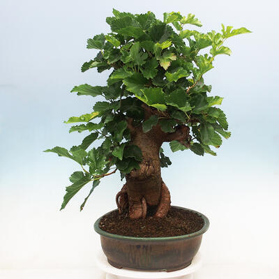 Outdoor bonsai - Morus alba - mulberry - 4