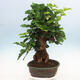 Outdoor bonsai - Morus alba - mulberry - 4/6