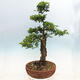 Outdoor bonsai - Zelkova - Zelkova NIRE - 4/7