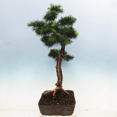 Outdoor bonsai -Larix decidua - Deciduous larch - 4