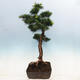 Outdoor bonsai -Larix decidua - Deciduous larch - 4/6