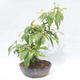 Outdoor bonsai - Pseudocydonia sinensis - Chinese quince - 4/5