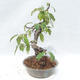 Outdoor bonsai - Pseudocydonia sinensis - Chinese quince - 4/5