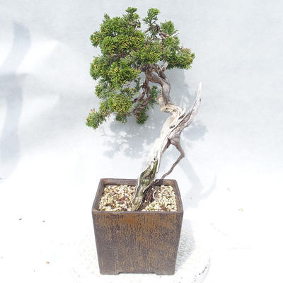 Outdoor bonsai - Juniperus sabina - Juniper - 4