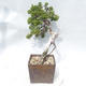 Outdoor bonsai - Juniperus sabina - Juniper - 4/5