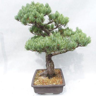 Outdoor bonsai - Pinus parviflora - Small-flowered Pine - 4