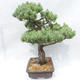 Outdoor bonsai - Pinus parviflora - Small-flowered Pine - 4/5