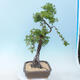 Outdoor bonsai -Larix decidua - Larch - 4/5