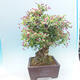 Outdoor bonsai - Malus halliana - Small-fruited apple tree - 4/7
