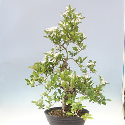 Outdoor bonsai - Hawthorn - Crataegus cuneata - 4