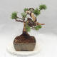 Outdoor bonsai - Pinus Mugo - Kneeling Pine - 4/5