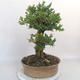 Outdoor bonsai - Boxwood - 4/5