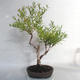 Outdoor bonsai- St. John's wort - Hypericum - 4/6