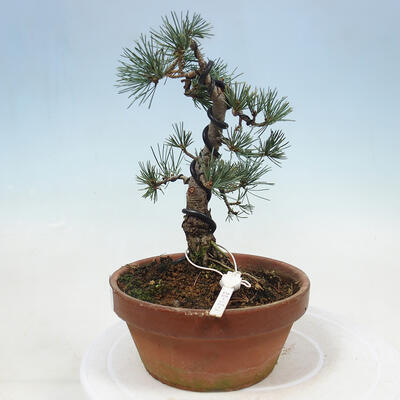 Outdoor bonsai - Pinus parviflora - Small pine tree - 4