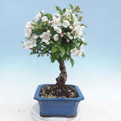 Outdoor bonsai - Malus halliana - Small-fruited apple tree - 4
