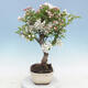 Outdoor bonsai - Malus halliana - Small-fruited apple tree - 4/4
