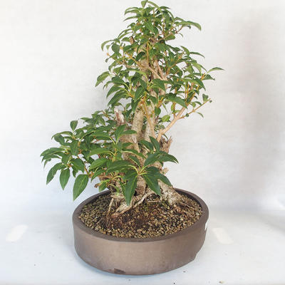 Outdoor bonsai - Forsythia - Forsythia - 4